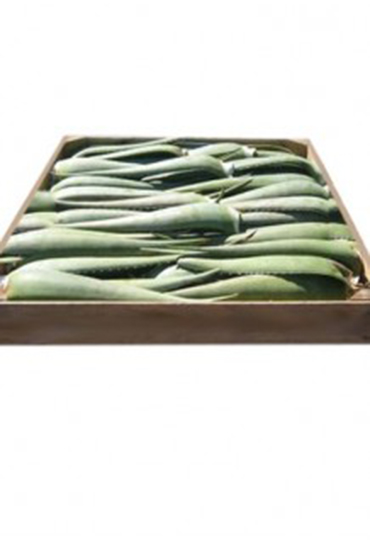 Hoja de Aloe Vera canario Barbadensis Miller Canariensis (subespecie canaria)
Caja color con ventana e información Multilingüe sobre tratamientos y usos
Edad: 7 años – Máximo nivel de principios activos
Dimensiones planta 50/60 cm.
Peso Neto: 500 -700 g.